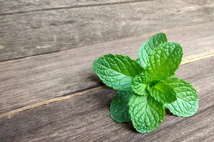 ciuffetto di menta