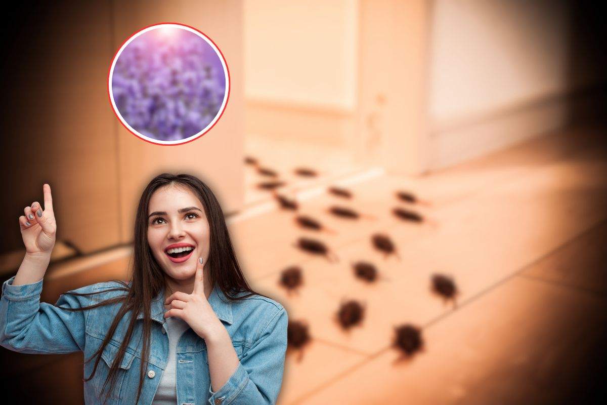 scarafaggi in casa, donna con un'idea e pianta lavanda in icona