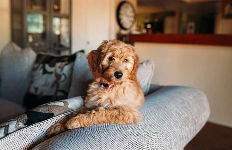 Cane a casa