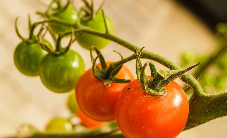 pomodori