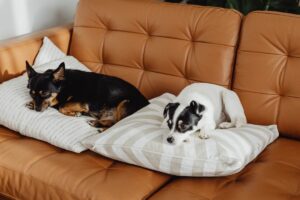 cani in casa sul divano