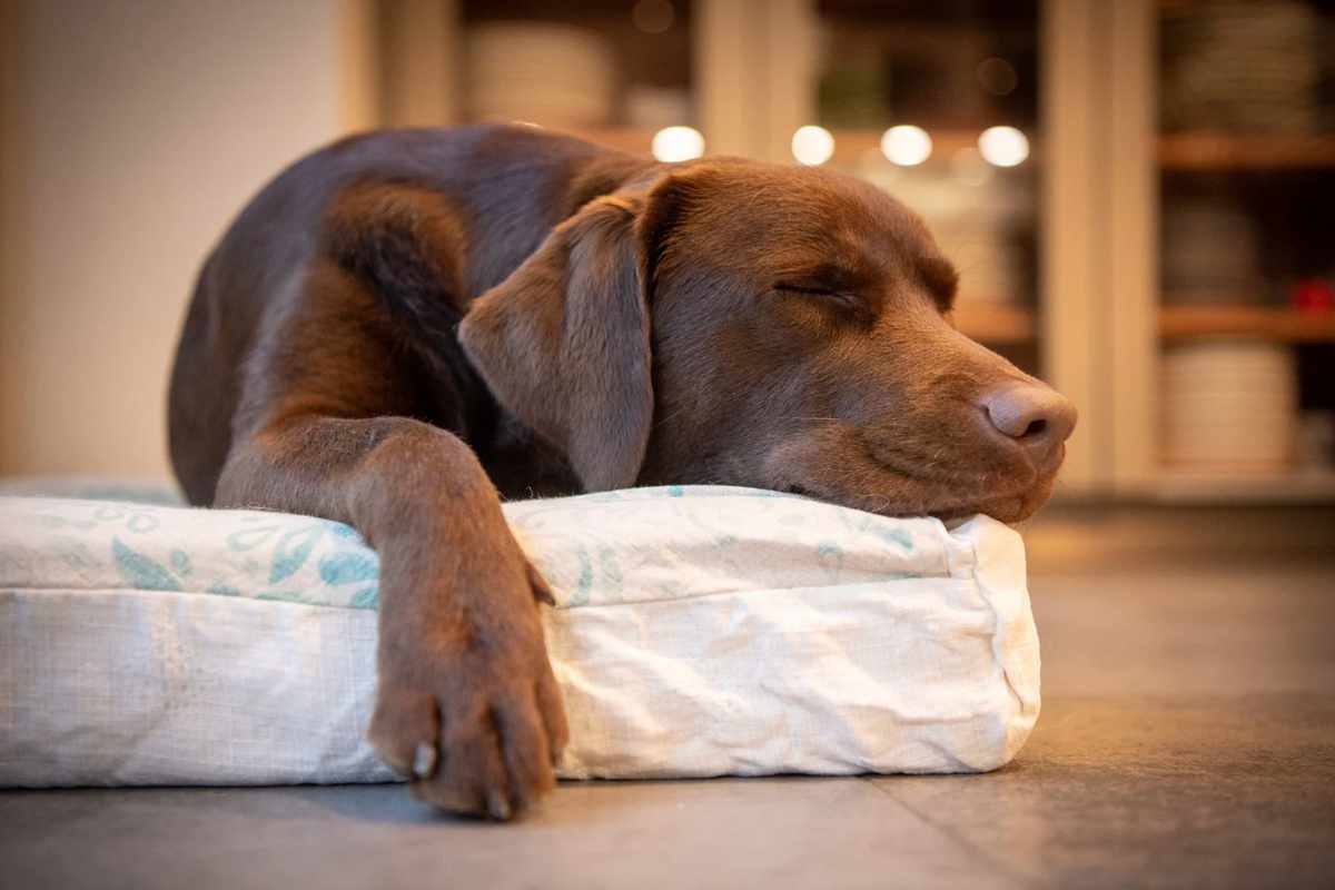 Labrador che dorme sul materassino