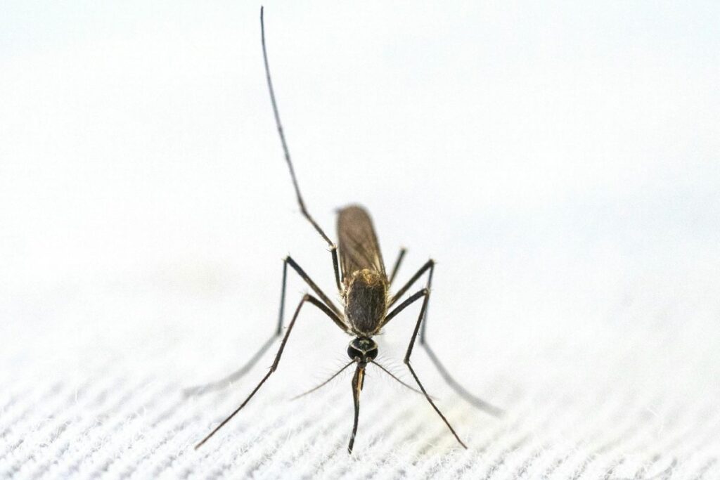 Una zanzara comune in azione
