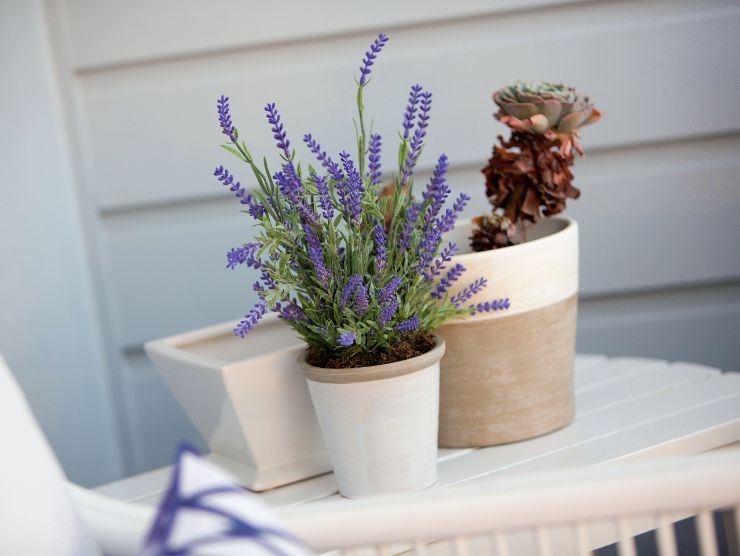 piantine di lavanda