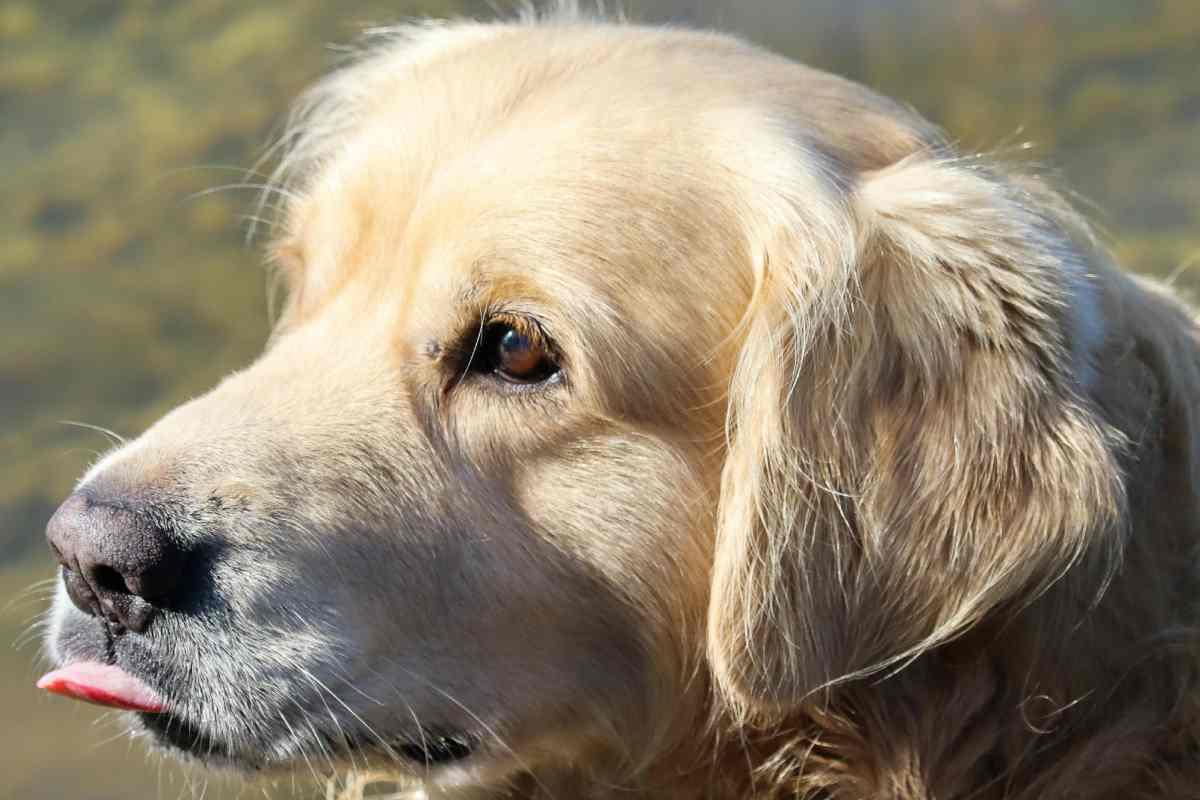 Un golden retriver con le orecchie abbassate