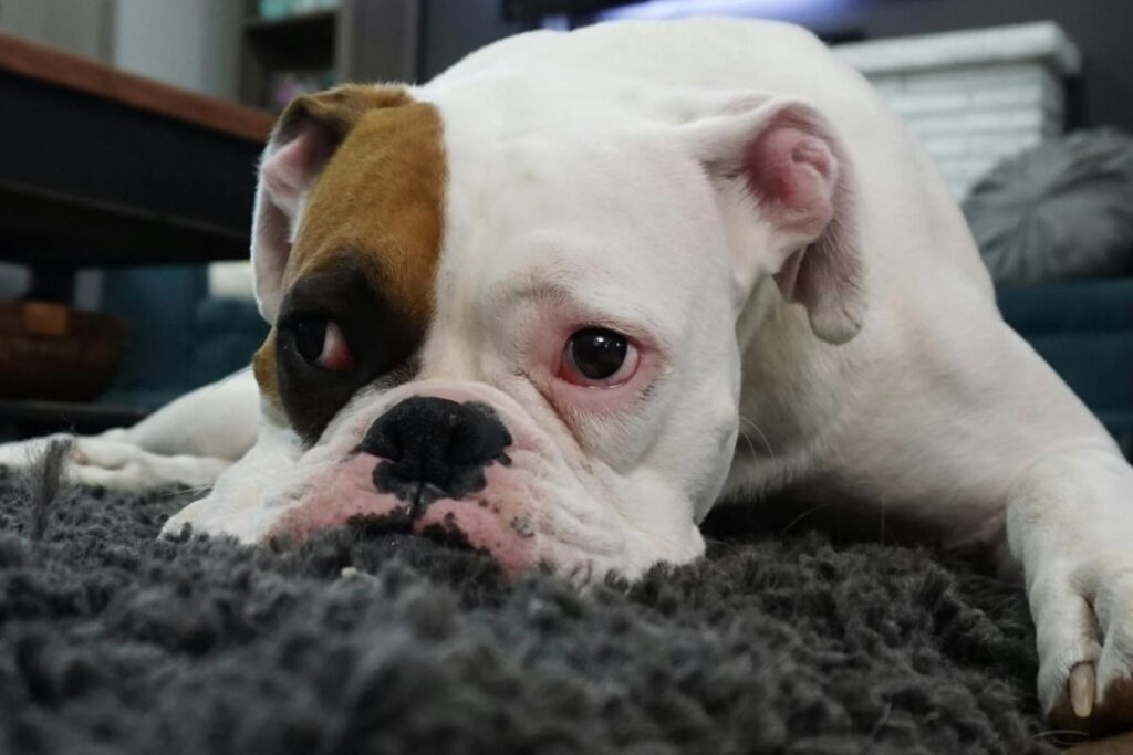 Cani in condominio: l’ultimo cavillo legale creerà non pochi problemi
