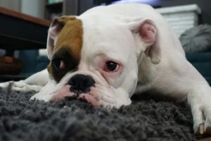 Un cane con il muso appoggiato a terra