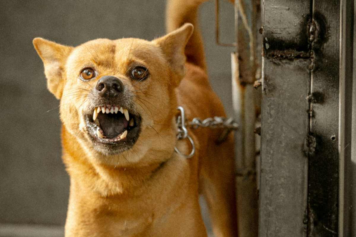 Un cane legato con una catena che abbaia