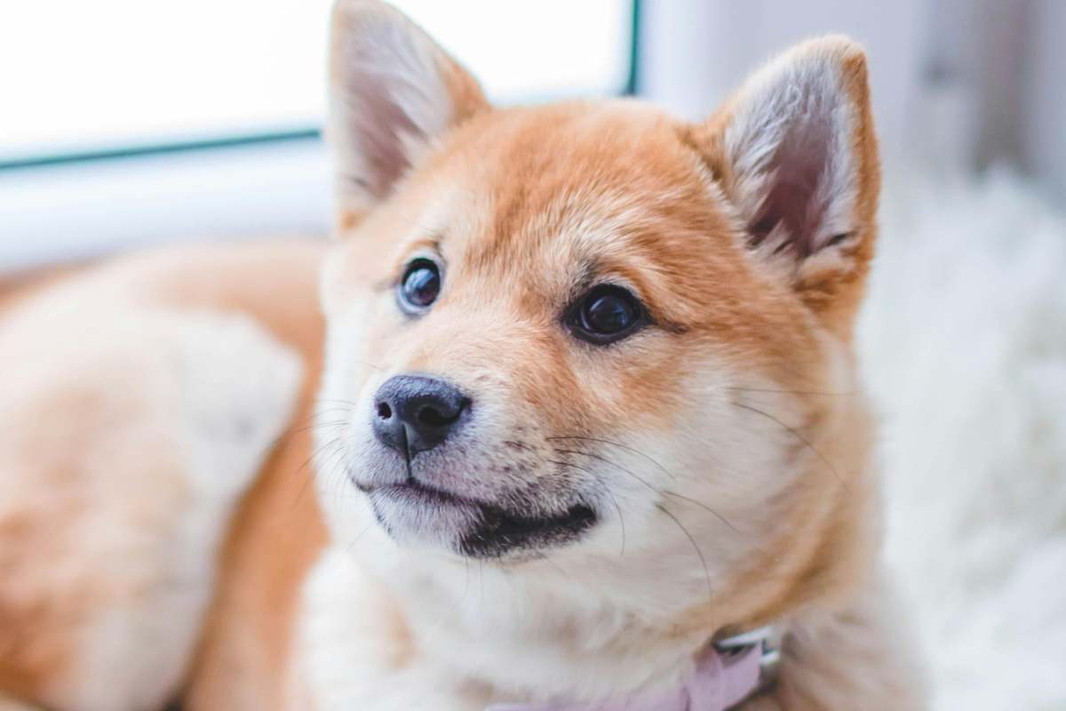 Un cagnolino in un appartamento