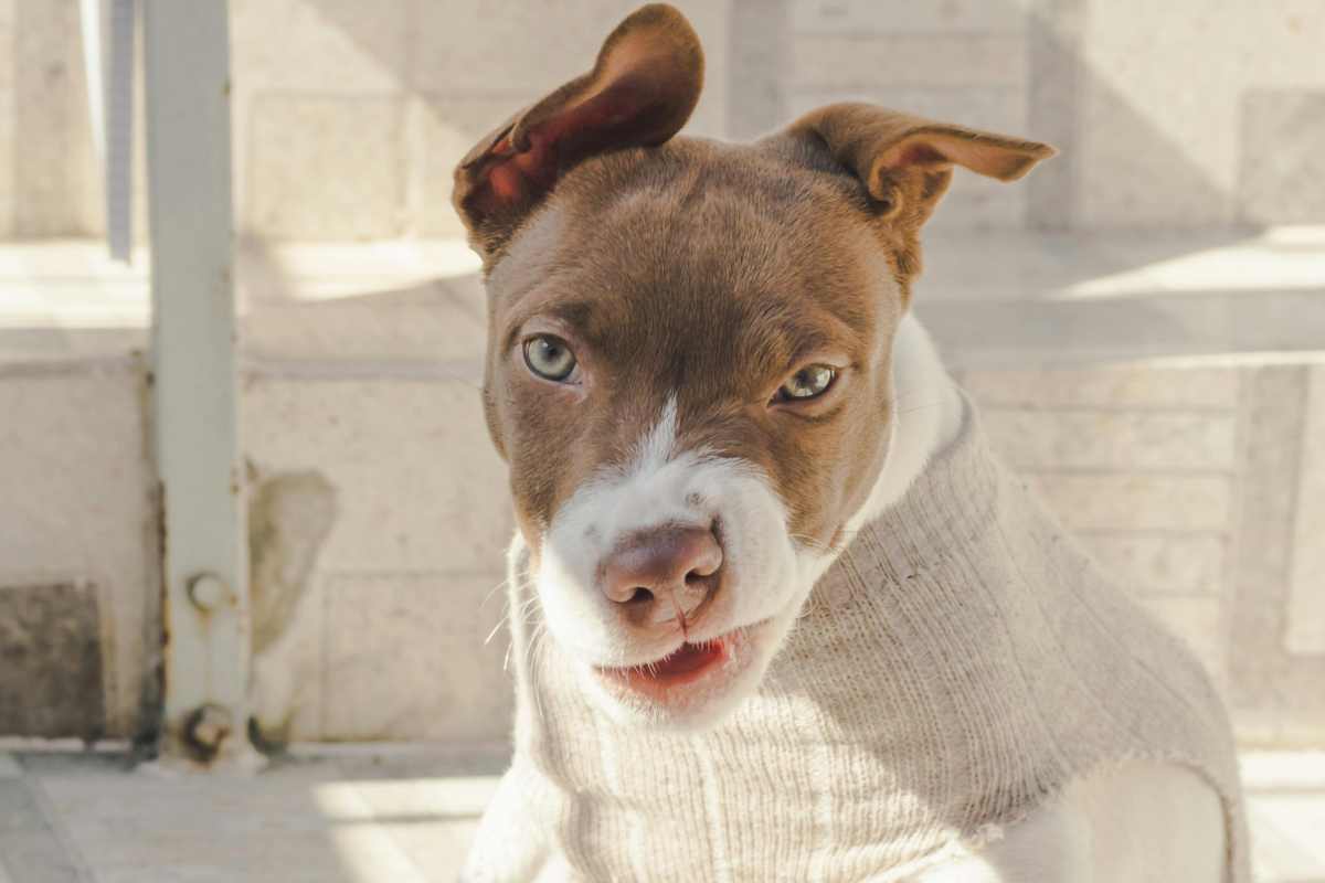 Un piccolo pitbull 