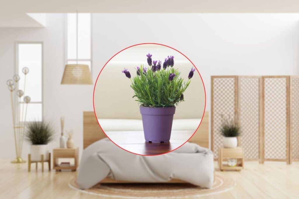 Piantina di lavanda in camera da letto: ti svelo 3 buoni motivi perché dovresti metterla subito