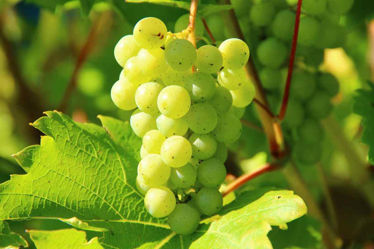 Un grappolo d'uva bianca nella vigna