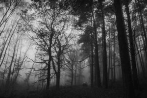 immagine di bosco