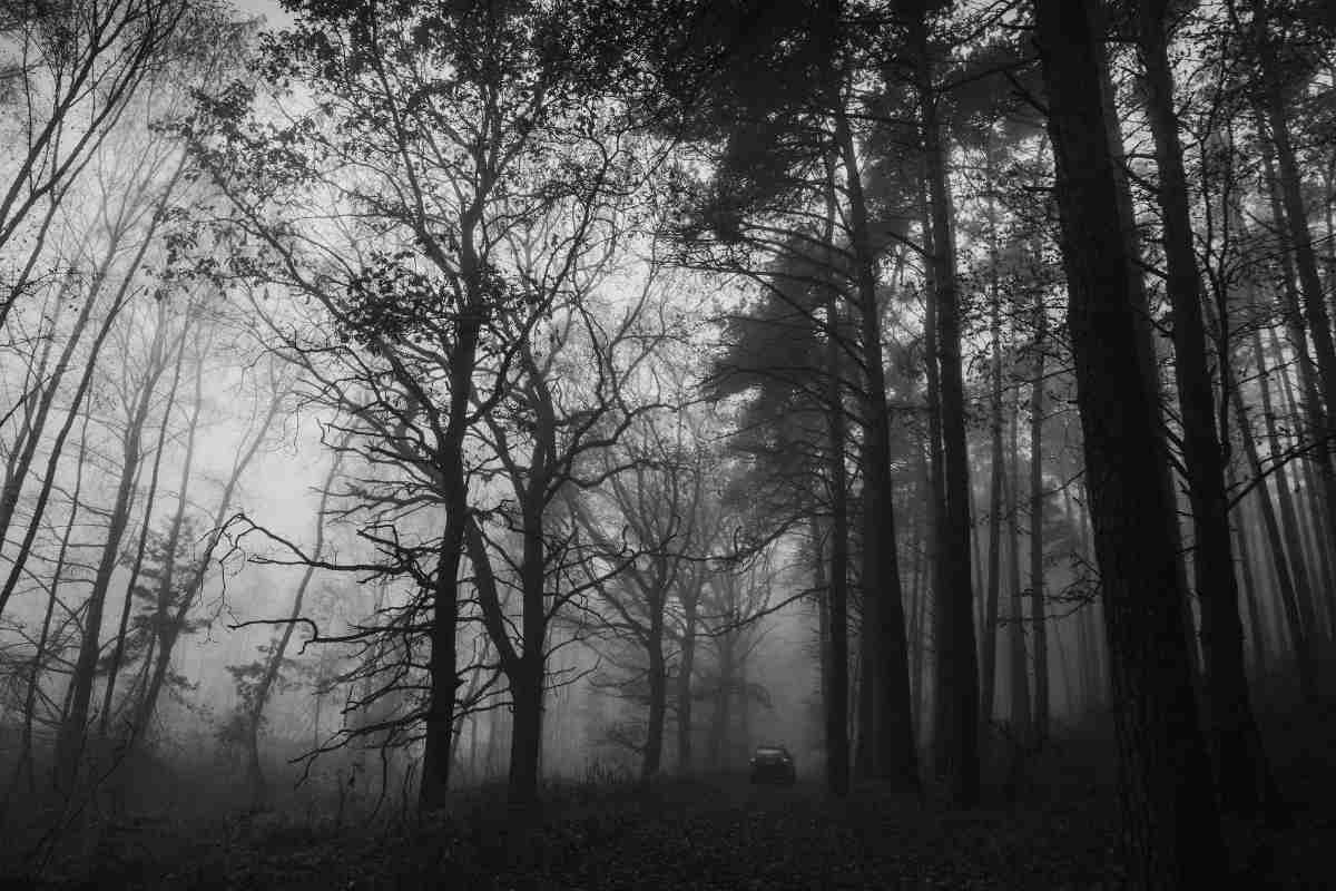 immagine di bosco