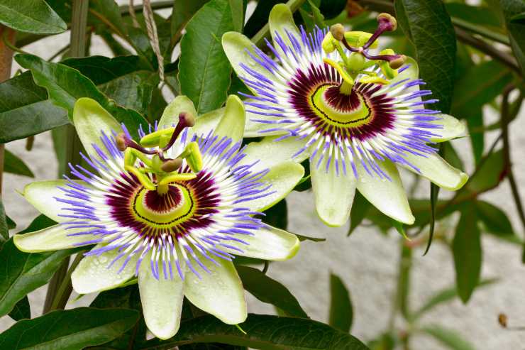 Primo piano passiflora