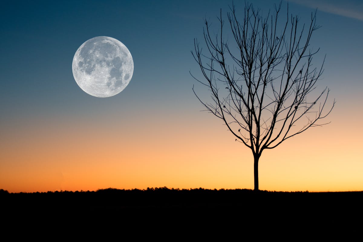 albero secco con luna sfondo