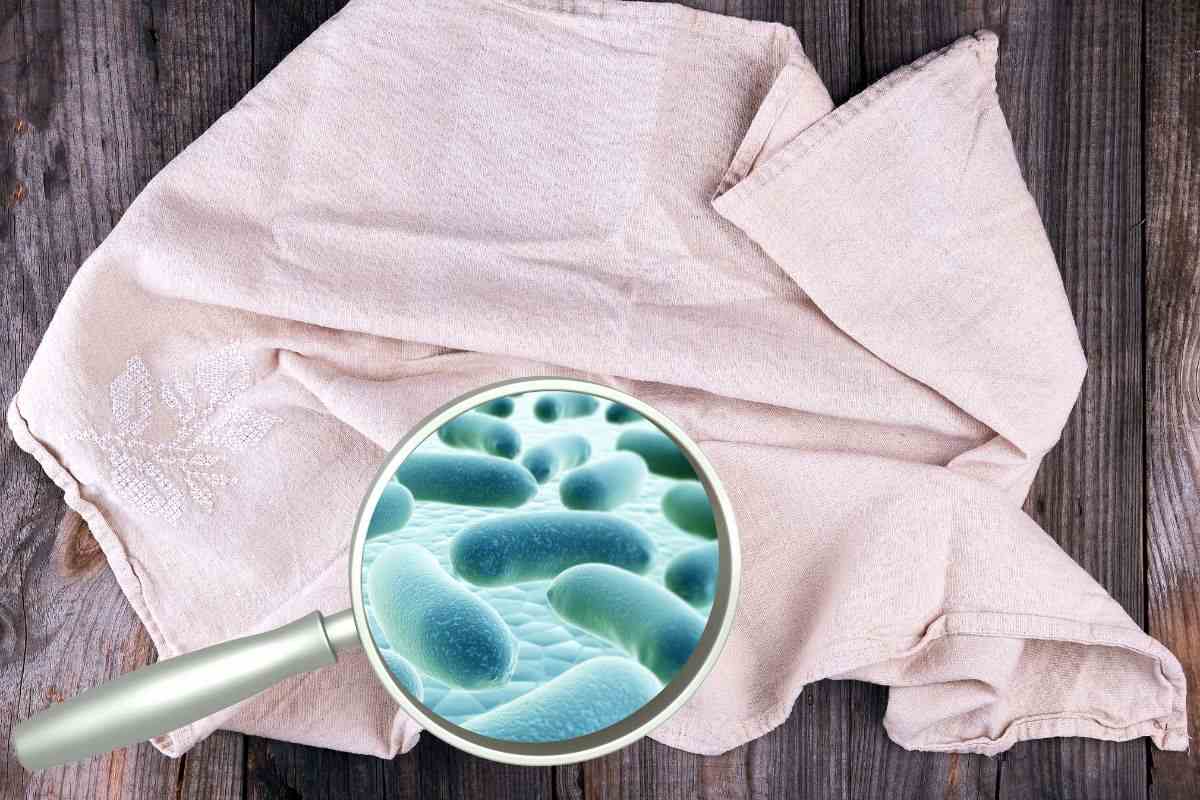strofinaccio e lente d'ingrandimento con batteri